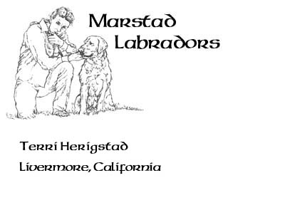 Marstad Labradors